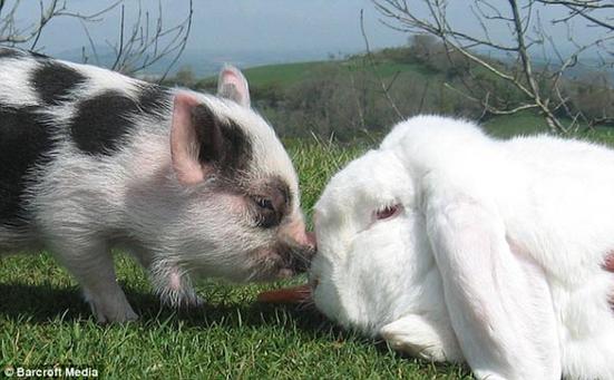 罕见巨兔和小猪结下深厚友谊 上演猪兔传奇(组图)