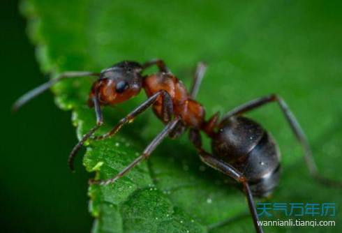 梦到蚂蚁是什么意思 梦到蚂蚁代表什么