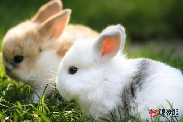 兔的婚姻相配吗两个人的生肖相配程度是非常高的,属鼠之人性格开朗