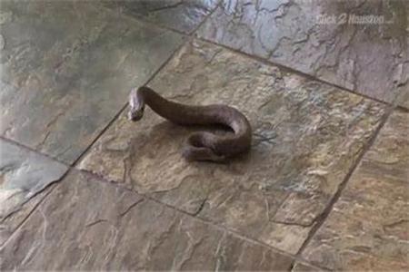屋子里有蛇风水预兆有哪些怎么防止有蛇进家