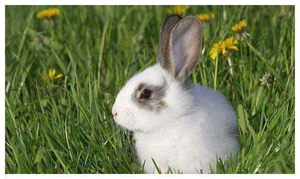 兔最近运势 兔在兔年运势