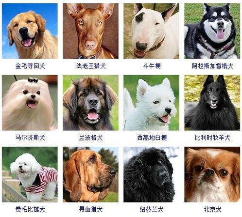 起名网收集的178种狗狗名字大全(采用美国akc标准)让你轻松学习认出
