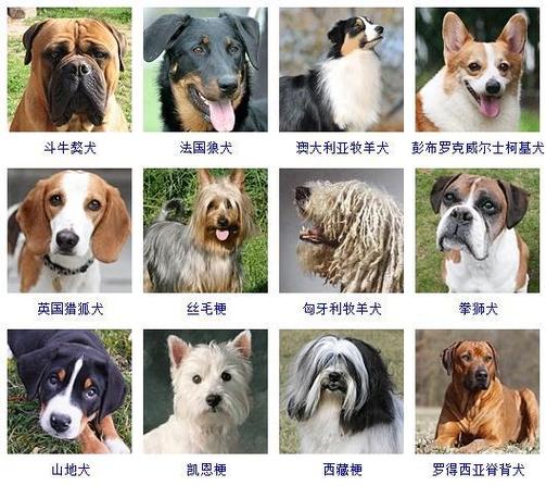 起名网收集的178种狗狗名字大全(采用美国akc标准)让你轻松学习认出