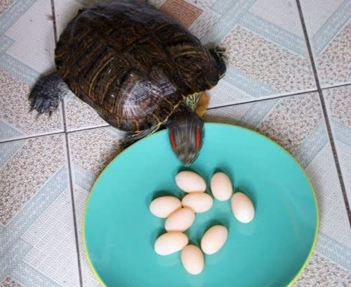 养了20年的乌龟突然下蛋,男子煮了十几分钟,竟怎么都煮不熟!