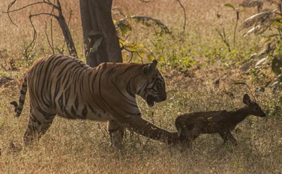 印度:怀孕母老虎将小鹿当