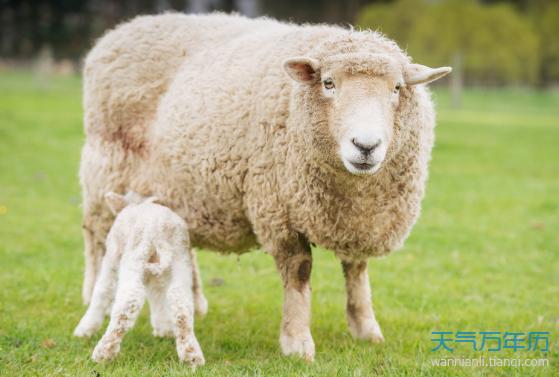 17年羊运势 2023年羊的运势及运程