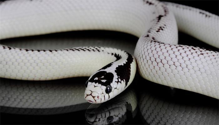 白蛇.jpg