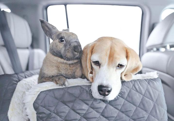 跨界友谊超暖心兔子和狗狗感情深厚经常拥抱画面温馨
