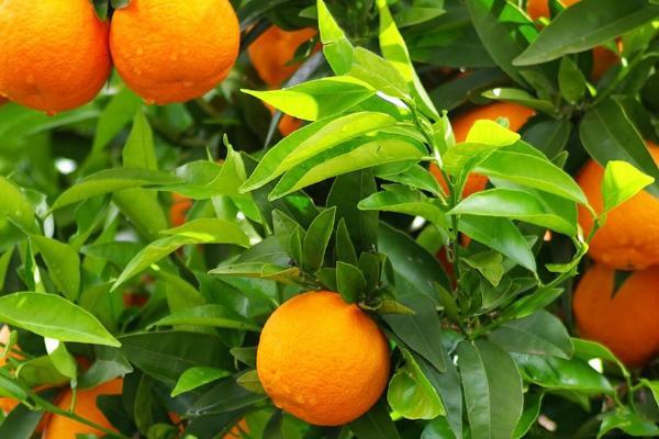 梦见橘子有什么寓意梦见橘子兆头好吗