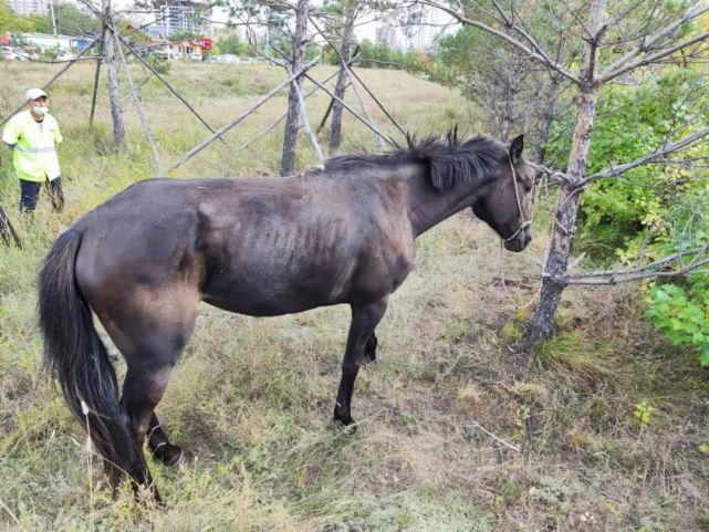 海拉尔西山公园一匹棕黑色高头大马无人看管