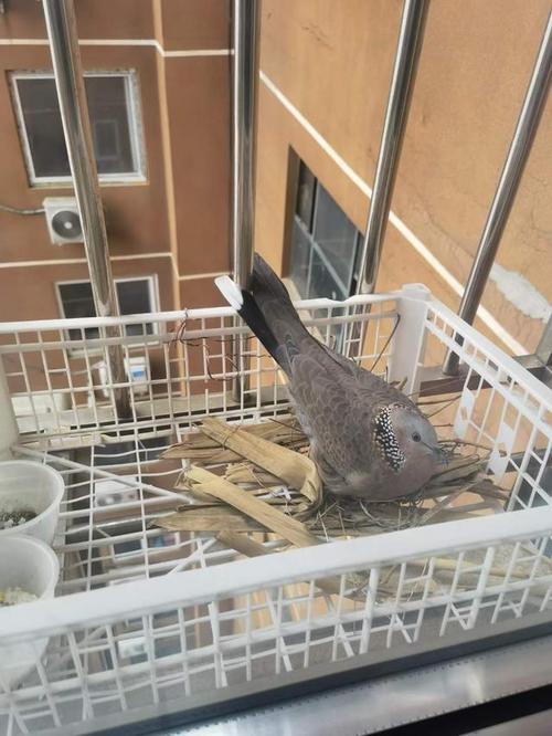 阳台上的野鸽子