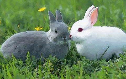 属兔人是什么性格和脾气属兔的女人性格和脾气好吗 大部分都是好的!