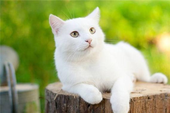 梦见白猫_做梦梦到白猫是什么意思_周公解梦大全查询手机版