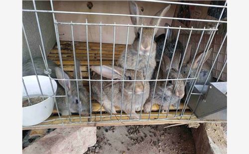欢迎来电内蒙古乌海獭兔养殖场种兔的价格