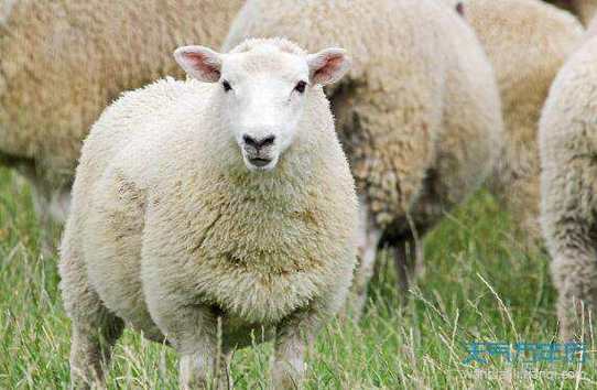 2023年属羊学业运势 2023年属羊学业运势怎样