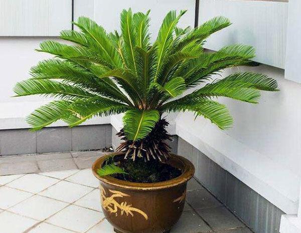是比较理想的旺宅植物之一,在家里种上一盆铁树,在风水学上能有效的