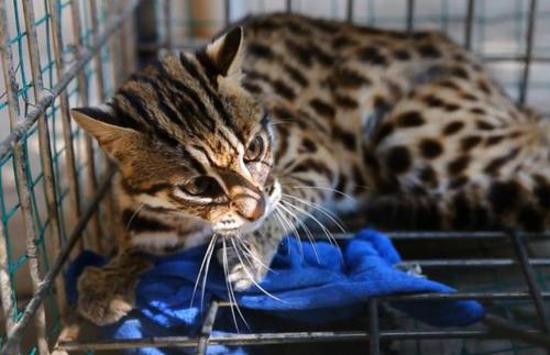 女子路边花300元购买小猫竟是保护动物豹猫图