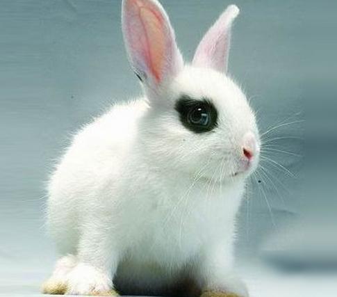 属兔的今年多大与不同年份的命运,属兔人2023年虚岁几岁