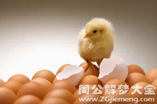 梦见小鸡从蛋壳里出来是什么意思_梦到小鸡从蛋壳里出来好不好_大鱼