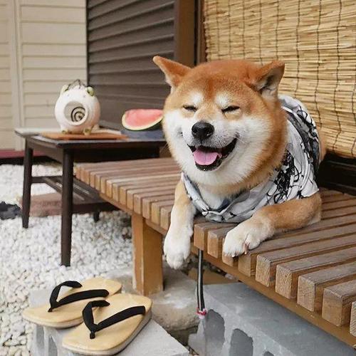 日本一柴犬因笑容太治愈走红!网友:承包了我2023年的头像