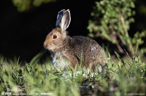 内蒙古 獭兔 新西兰兔 安哥拉长毛兔 德州黑兔 哈白肉兔 比利时兔