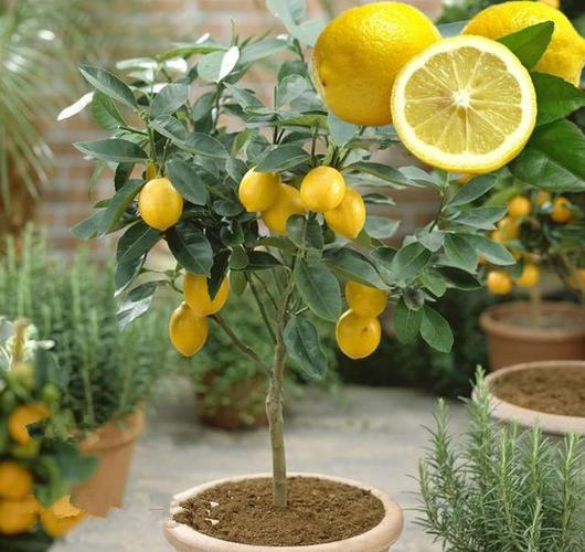 家里养盆柠檬树产量丰富香气清新果实美味又营养-农兜网