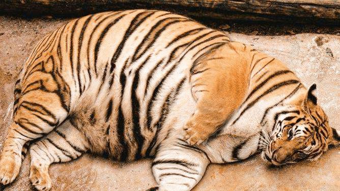 母老虎生下第一只狮虎兽后仅仅过了3个月母虎又怀孕了