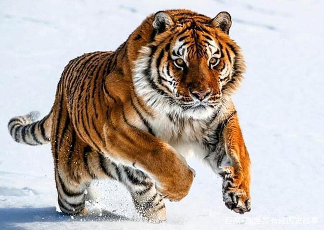 你知道老虎这种动物的名字究竟是如何被人类命名出来的吗?