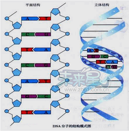 碱基配对图图片
