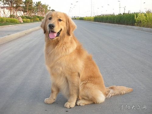 金毛犬图片_狗狗品种大全及图片_金毛和拉布拉多的区别