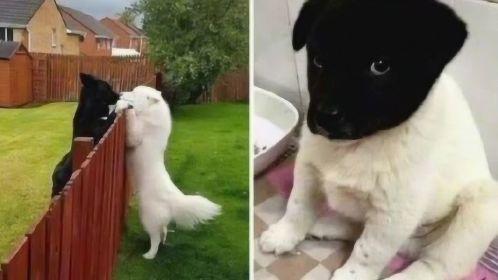 黑狗和白狗生出来的狗是黑白狗,不过这颜色也太均匀了吧
