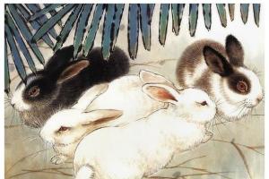 生肖兔的性格1975年属兔男的性格和脾气及爱情观