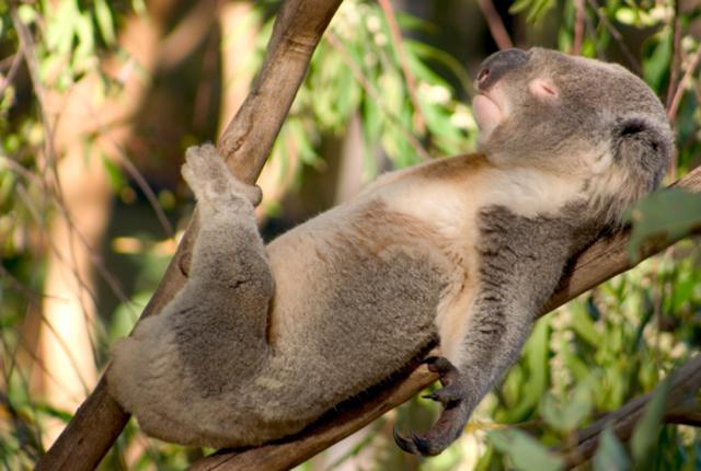 睡眠时间最短的几种哺乳动物其中一种几乎不睡觉