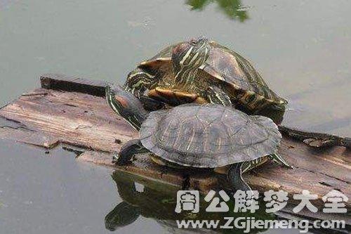 梦见两只大乌龟