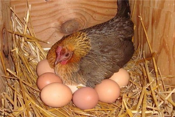 血型 生活 梦见鸡下蛋梦见鸡下蛋是什么意思?