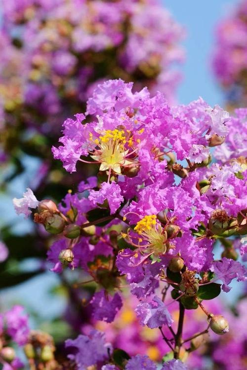 涨姿势|紫薇花为何别名痒痒树?