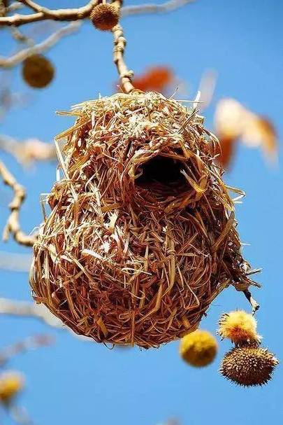 鸟是一种非常敏感的感官动物,选择筑巢和筑巢往往是一个环境好,风水好