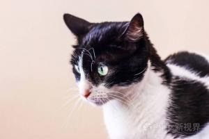 一只黑白相间长着绿色大眼睛的猫望向别处