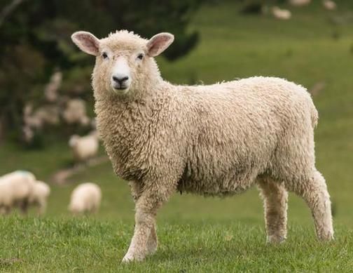 2023年属羊是什么命2023年出生人的命运