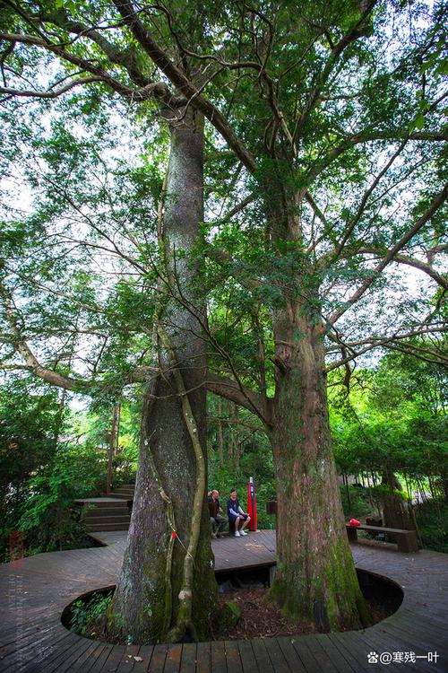 福建发现一罕见古树群,有两棵千年古树相扶相拥,成为有名爱情树
