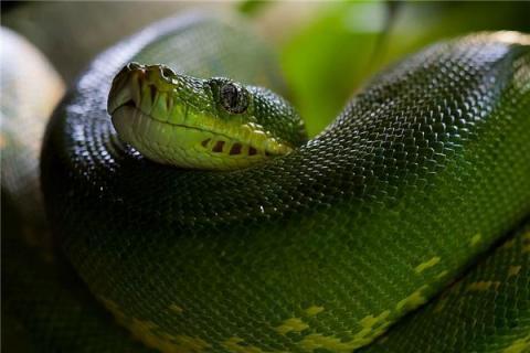 梦见大绿蛇是什么预兆梦到大绿蛇是什么意思