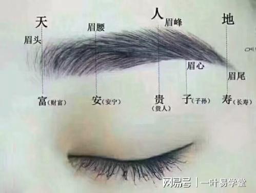 面相分析眉:男人富贵眉毛的看相法|眉形|眉相|财运_网易订阅