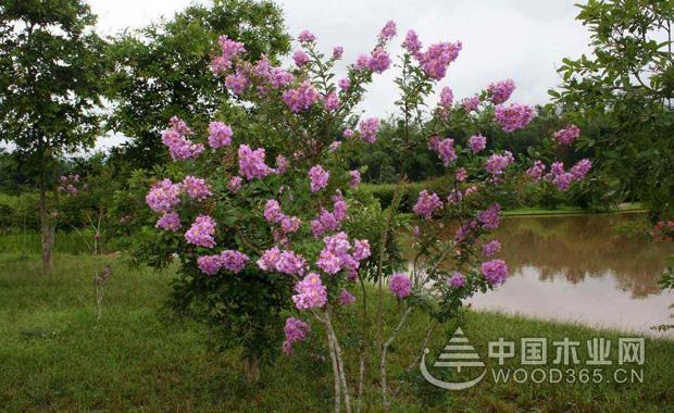 紫薇树介绍紫薇树是属于一种小乔木的植物,原产于中国地区,算得上是一