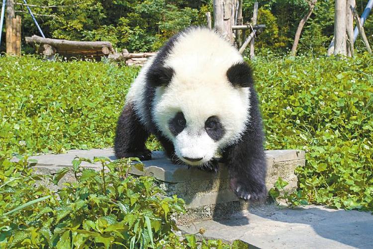 都江堰为4只大熊猫宝宝全球征名 
