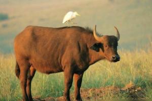 生肖牛2024年本命年运势大全属牛人在牛年每月运程