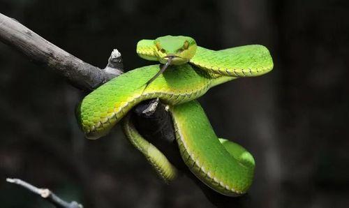 梦见好多绿色的蛇是什么意思好不好女人梦到绿色的蛇