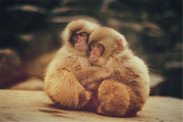 属猴姻缘属相婚配表属猴男女婚姻配对属猴的配对.