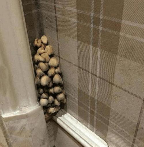 女子发现家中墙角长蘑菇将蘑菇拔掉后感觉有些不对劲