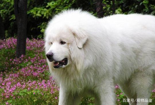 白色毛发的狗干净又可爱,都有哪些白毛狗品种