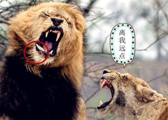 雄狮劈腿被母狮撞见结果牙齿都被打掉网友千万别惹女人